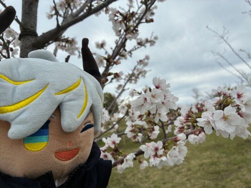 お花見行ってきた！
ギリギリ散る前滑り込み！綺麗だった！