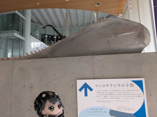 マッコウクジラの下顎だよ、てまぬ