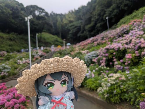 あじさい。