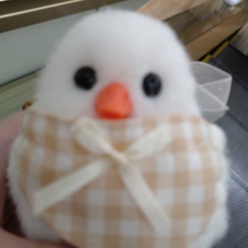 名前は「たんぽぽ(曲名)」「たんぽぽ食べて」から
お店から貰われた日に、貰った人と一緒にコンサートで聞いた曲