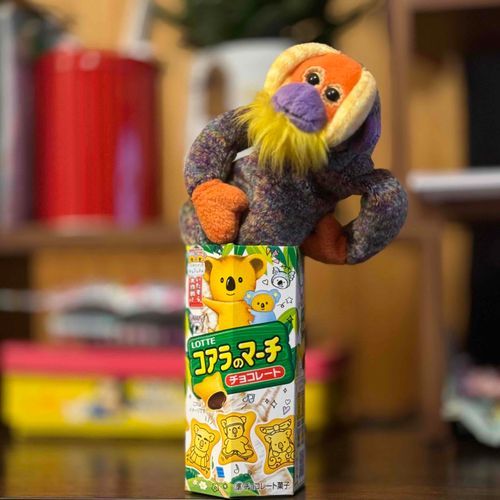 たくさんのコアラがでてきた穴にはいったら、せまい！！