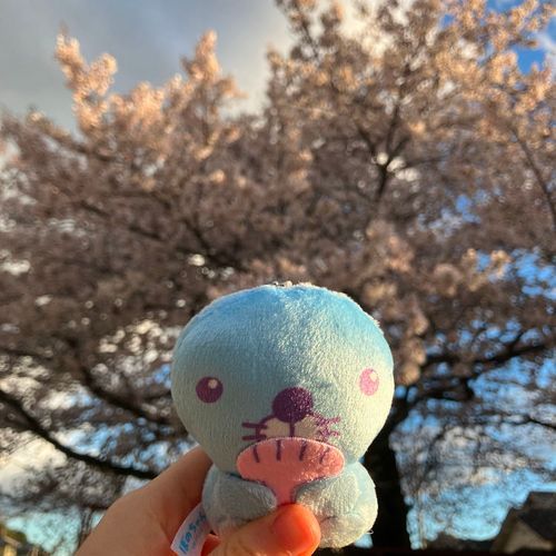さくらまんかいだったよ🌸
みんなにもおすそわけ