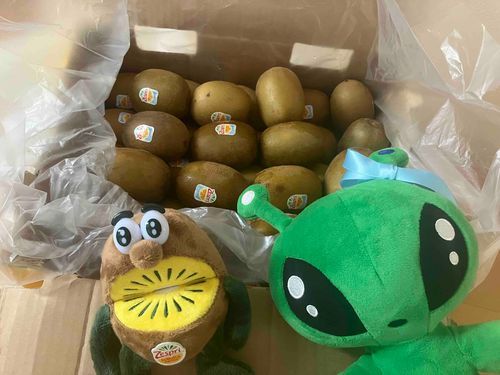大好きなゴールドキウイ、たくさん買ったんだ〜✨
キウイブラザーズのゴールド君もついてきたよ！可愛い！