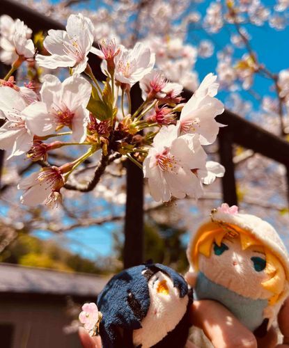 お久しぶりの浮上✨蹴上インクラインでみっちゃんとまんばちゃんとお花見してきたよ🌸