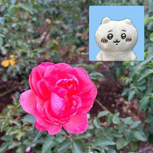 バラ園に行ったのにちいを家に忘れちゃったよー😭次は必ず連れていくからね…