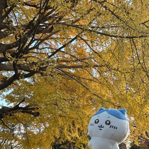 綺麗だねー✨またちびちいを家に置いてきちゃったので(ごめんね)今日はハチワレに紅葉を見せてあげたよ