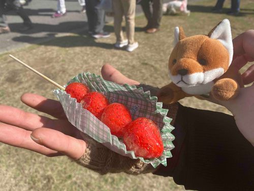 🍓✨️✨️🦊