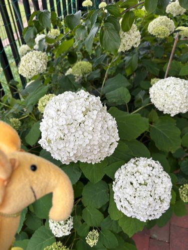 紫陽花が咲き始めましたね
