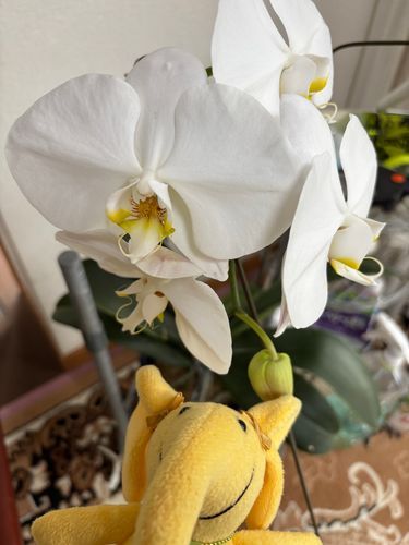 1週間ちょいぶりに帰宅したらこんなに！
あとひとつ咲くねー