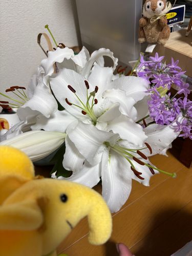 実はもっと咲いていたそうで、雨から避難させられていた分とご対面。
見事です🌸