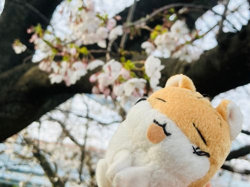 🌸おはなみ🌸
