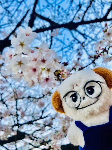 🌸おはなみ🌸