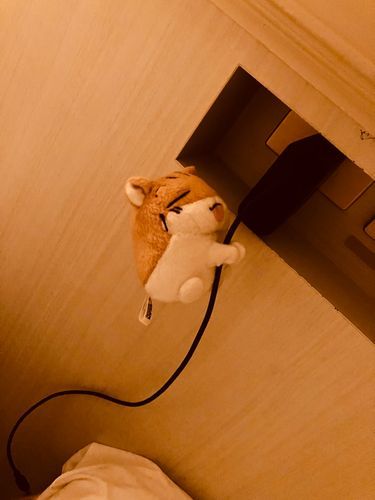 よいしょ よいしょ( ੭ ˙꒳​˙ )੭