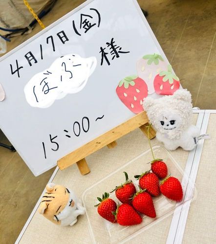 いちごがり してきたよ〜🍓ෆ˚*