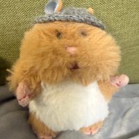 もちきち🐹