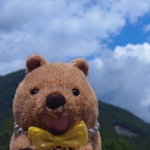 大きなおくちがチャームポイントのクオッカワラビー(ง 'о')ว イメージカラーは黄色💛