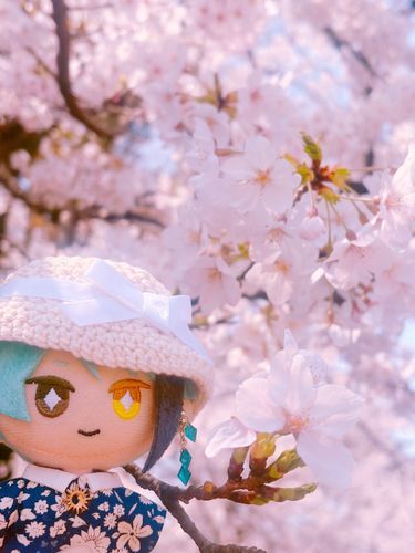お花見に行きました。