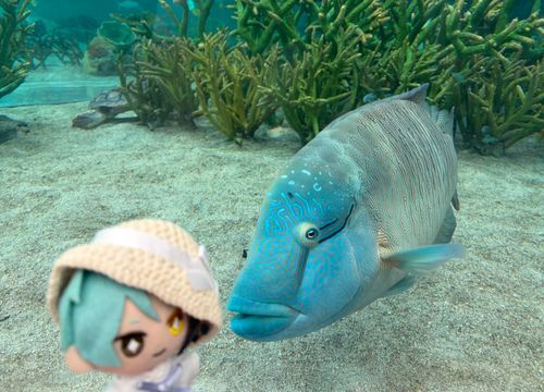 2026 GW⑧
ナポレオンフィッシュさんでした。好奇心旺盛で人懐こい魚なので、水槽の近くに行くとこうして近寄って来てくれます。