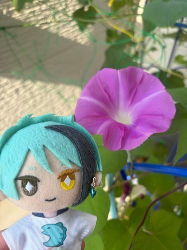 ベランダ栽培の季節がやってきましたね。今年は朝顔の鉢が２つ、ヘチマの鉢が１つ。グレーフィンガーのユミさんは無事夏を越えさせることができるのでしょうか。