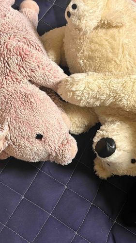 ぶーちゃんとしろまる
寝る