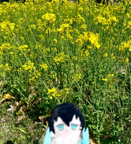 菜の花も綺麗だね💛