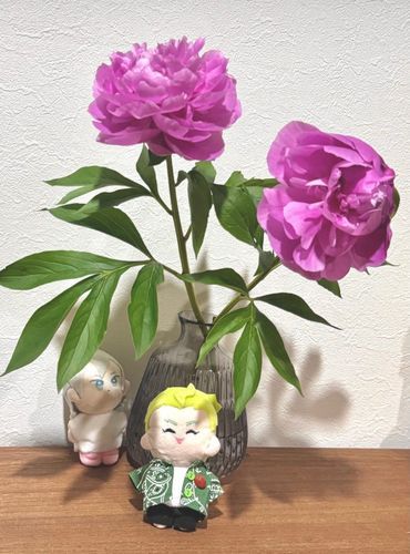 芍薬がド派手に咲きました💓大きいね〜！