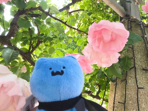薔薇とネコさん。
写真撮れて良かった！