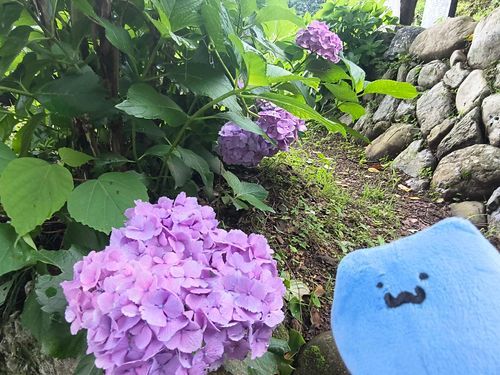 滝の日の追記
この日はあじさいが綺麗に咲いてましたのでねこさんと！
