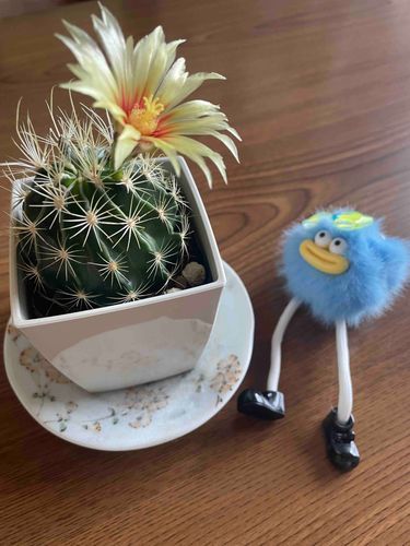 さいたよ。