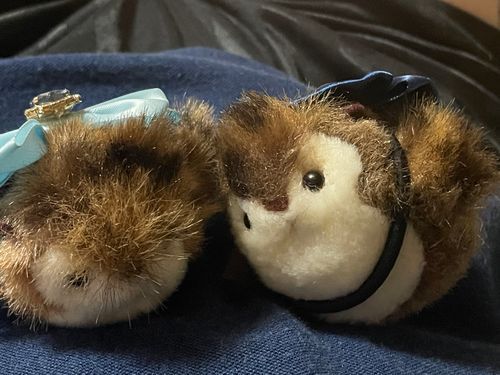 🦉「主のお腹の上は温かくて落ち着きますね。」
🐤「じょうげにゆっくりうごくのがおもしろいです😆」