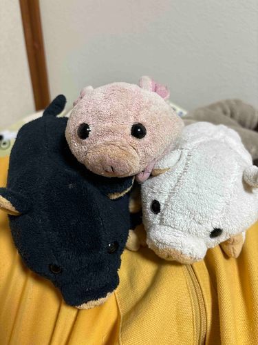 アカウントにログインできないとポストしたぶーたんでしたが、なぜか入れるようになってました！
いいね、フォローしてたくれたみんなありがとう！

そしてこんどは新しいぶーたんに入れなくなった‥どうしよう