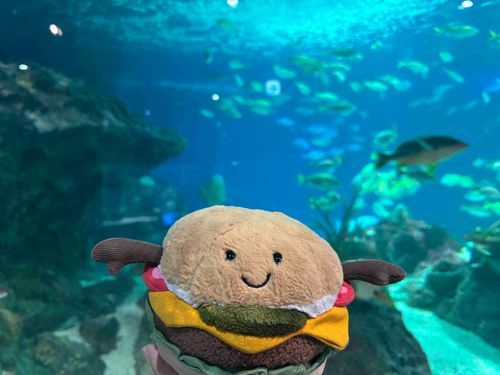 水族館だよ♫
🐟🐠🐡🐙🐬