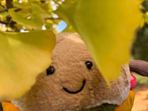 秋の隙間からこんにちは🍁🍂