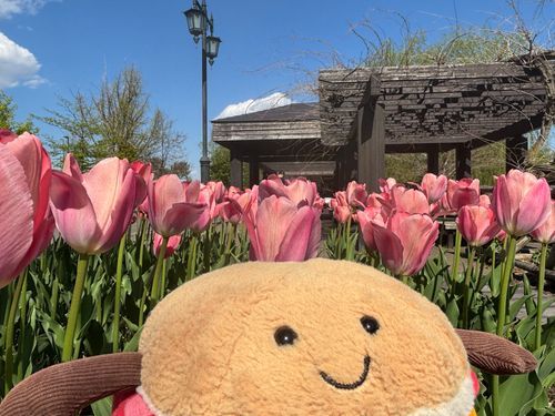 チューリップ🌷咲いてた🌷