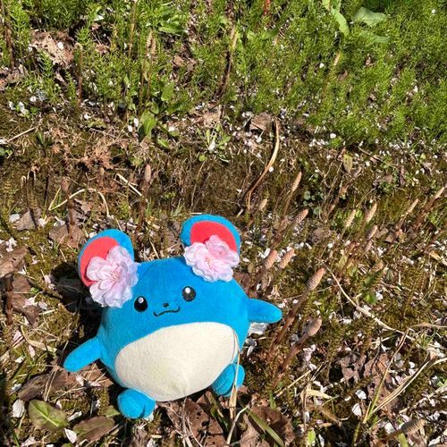 つくし生えてたマリ！！！