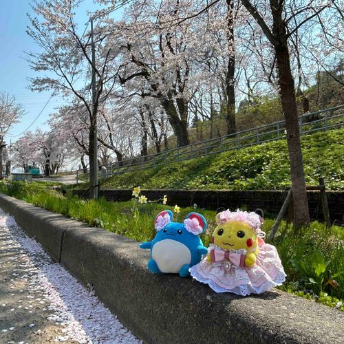 マリちゃんとお花見したよ🌸