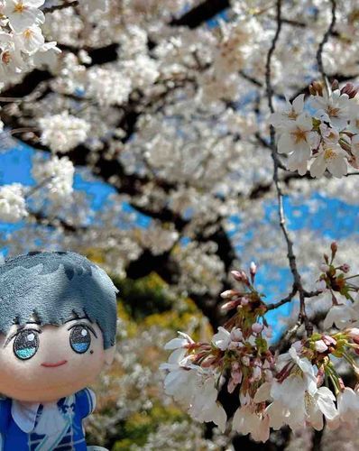 🌸✨️