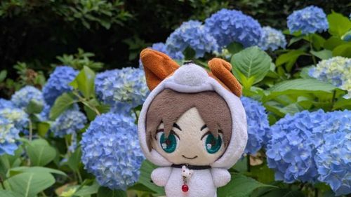 紫陽花きれい😊