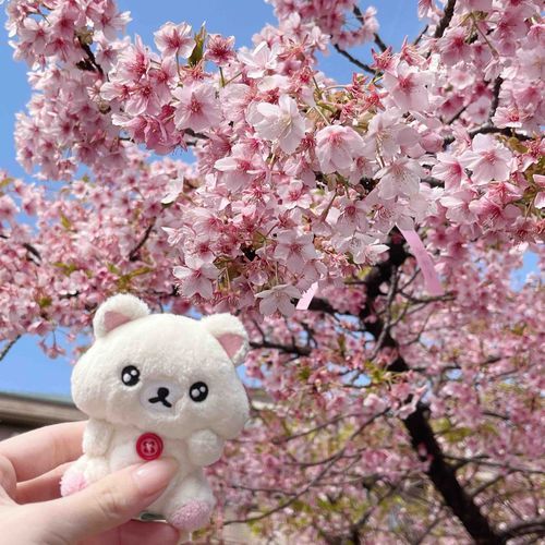 きれいだったよ〜🌸