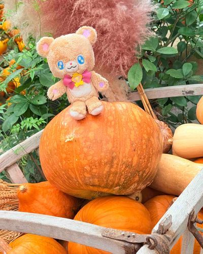 もうすぐハロウィンモフ🧸🎃