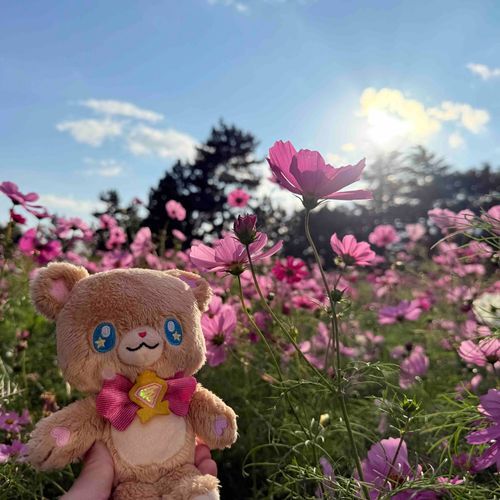コスモスを見に行ったモフ〜🌸🧸