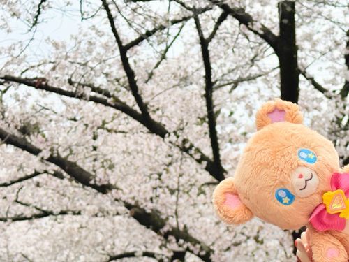 お花見行ってきたモフ🧸🌸