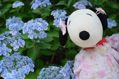 大好きな紫陽花を見てきたよ！
小花が集まって大きくて鮮やかな綺麗な一輪のお花になっているの、ずっと見ていたいね💕︎