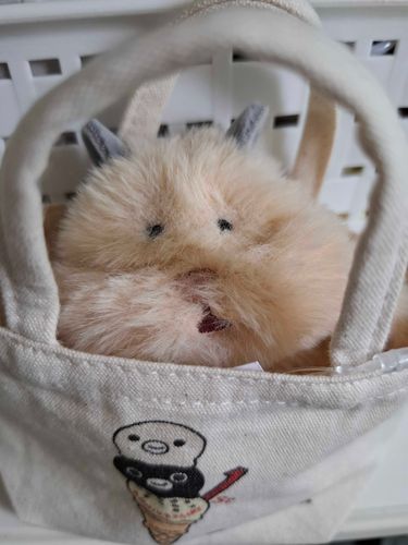 おめめのまわりの毛を少しカットしてもらったよ