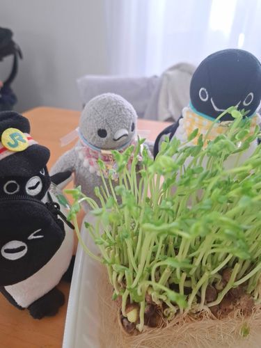 どれどれ
豆苗もうすぐ食べれそうですね


