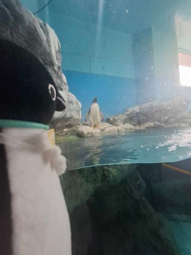 ペンギン先輩だ