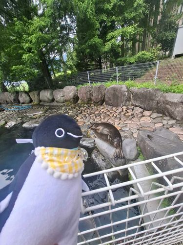 あざらしさん？！