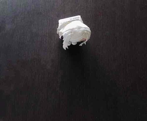 オレは、いつだってお出かけをする準備は出来ています。
それなのに、ヤツはこの前オレをお出かけに連れて行ってくれませんでした。
なぜ？とヤツに聞くと、「たょぬいには内緒」「14日になったらわかる」と言います。
秘密にしやがって。毎日一緒にいるので、その秘密はすぐにバレるはずです。
オレが、暴いてやりますよ。