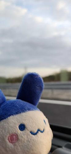 太陽が昇るのを見つめたぴょん:з
きらきら、ぽかぽか気持ちいいぴょん:з