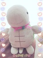 きがめ